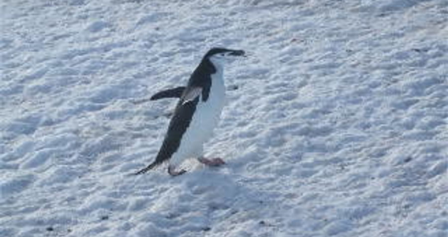 Antarctica